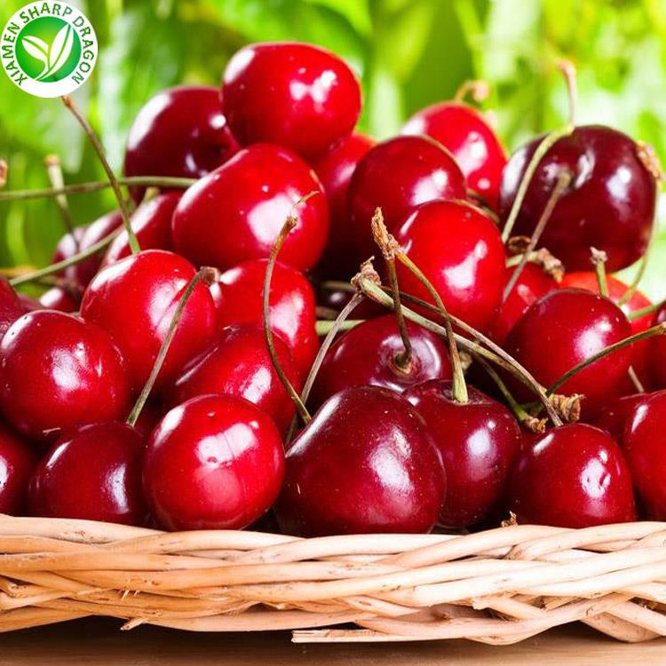 XMSD IQF frozen cherry product photo for distributors